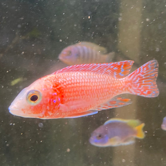 Dragonblood Peacock Cichlid - Aulonacara Peacock