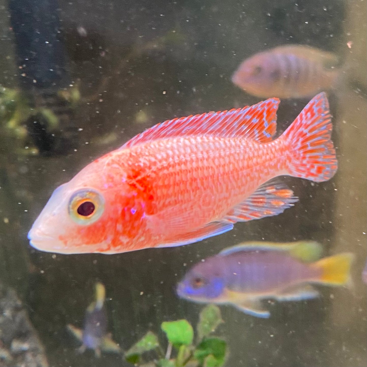 Dragonblood Peacock Cichlid - Aulonacara Peacock