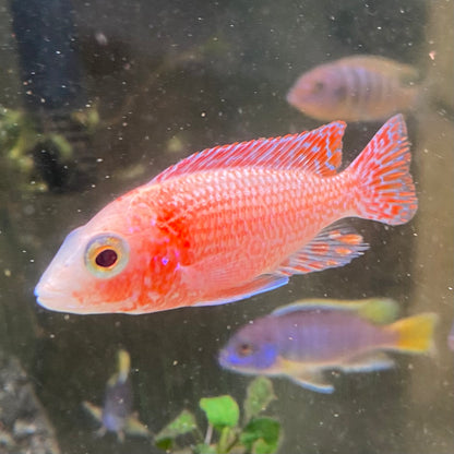 Dragonblood Peacock Cichlid - Aulonacara Peacock