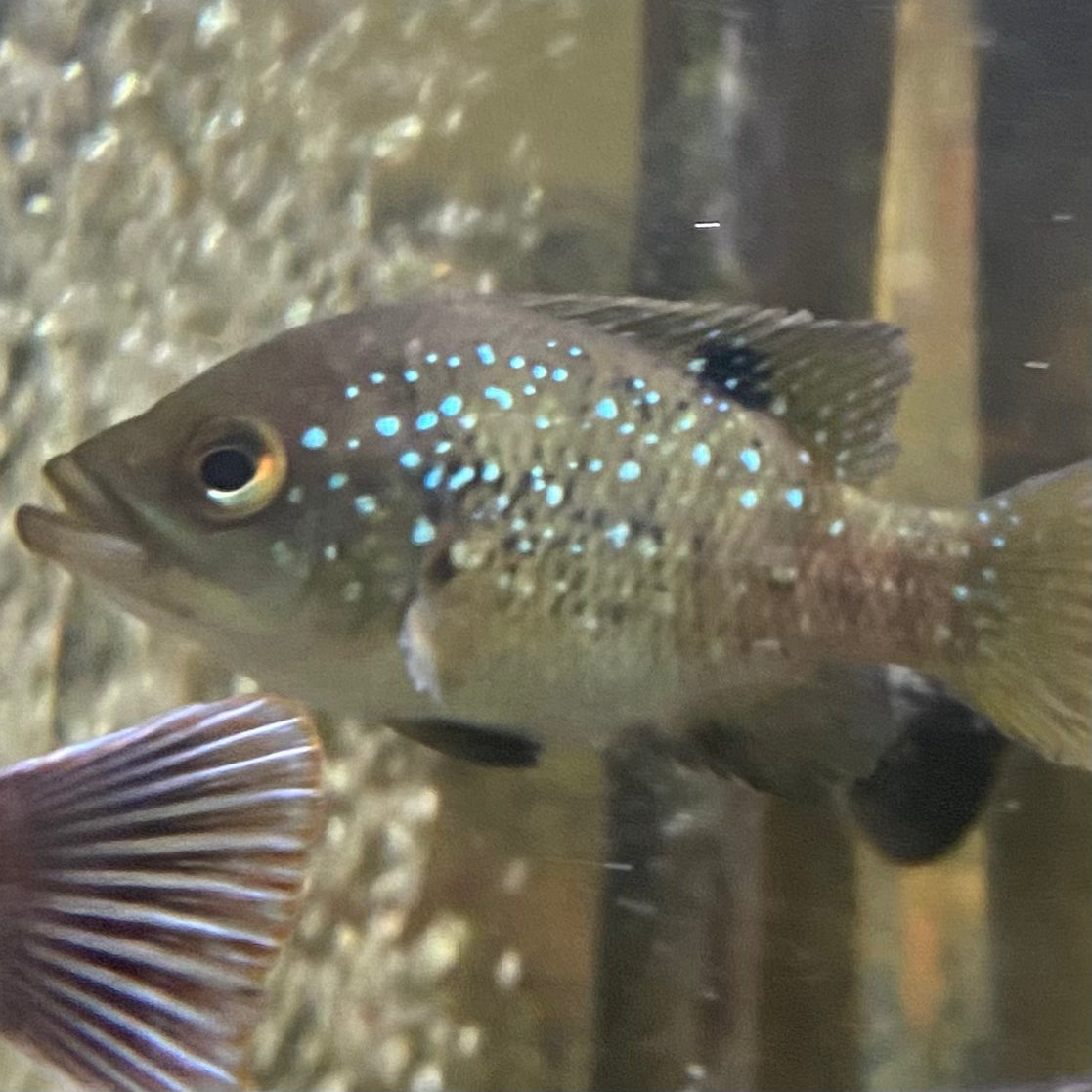 Starry Night Cichlid - Paratilapia Polleni