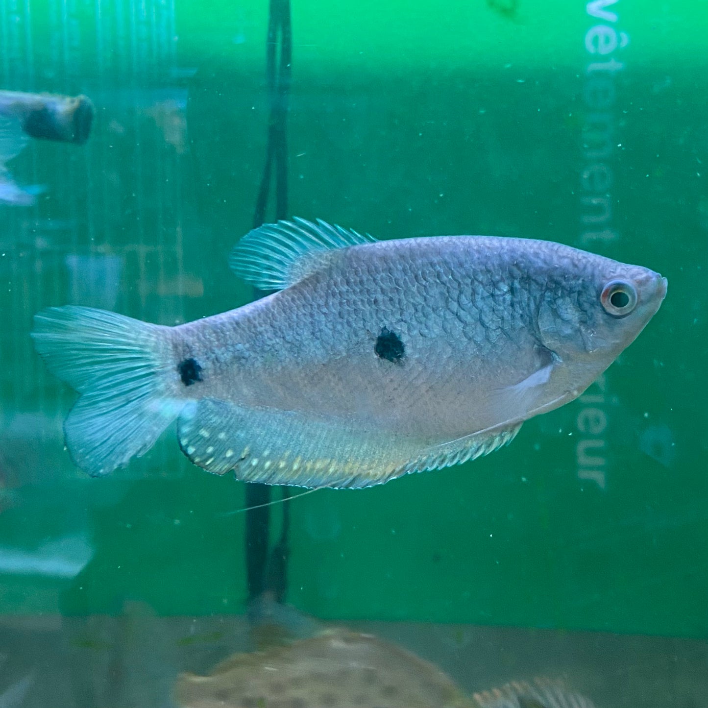 3 Spot Gourami - Trichopodus Trichopterus