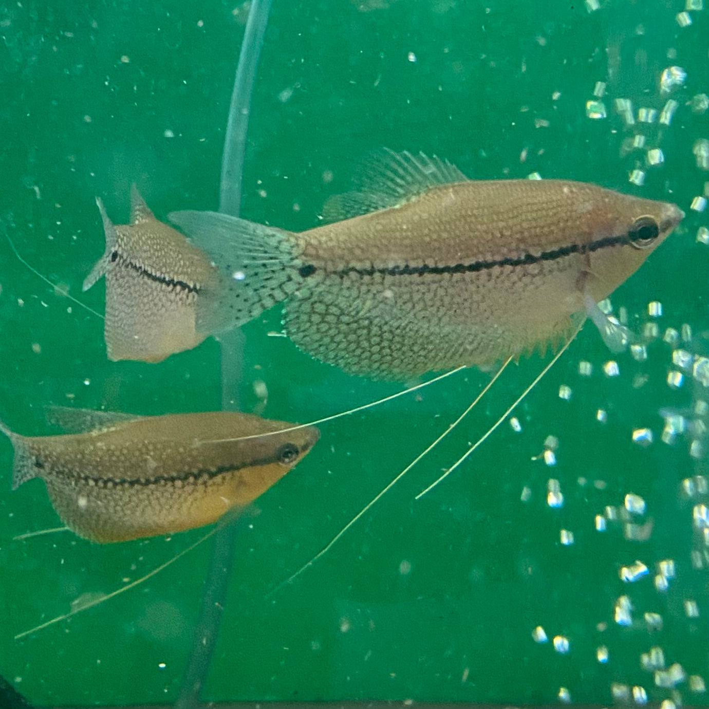 Pearl Gourami - Trichopodus Leerii
