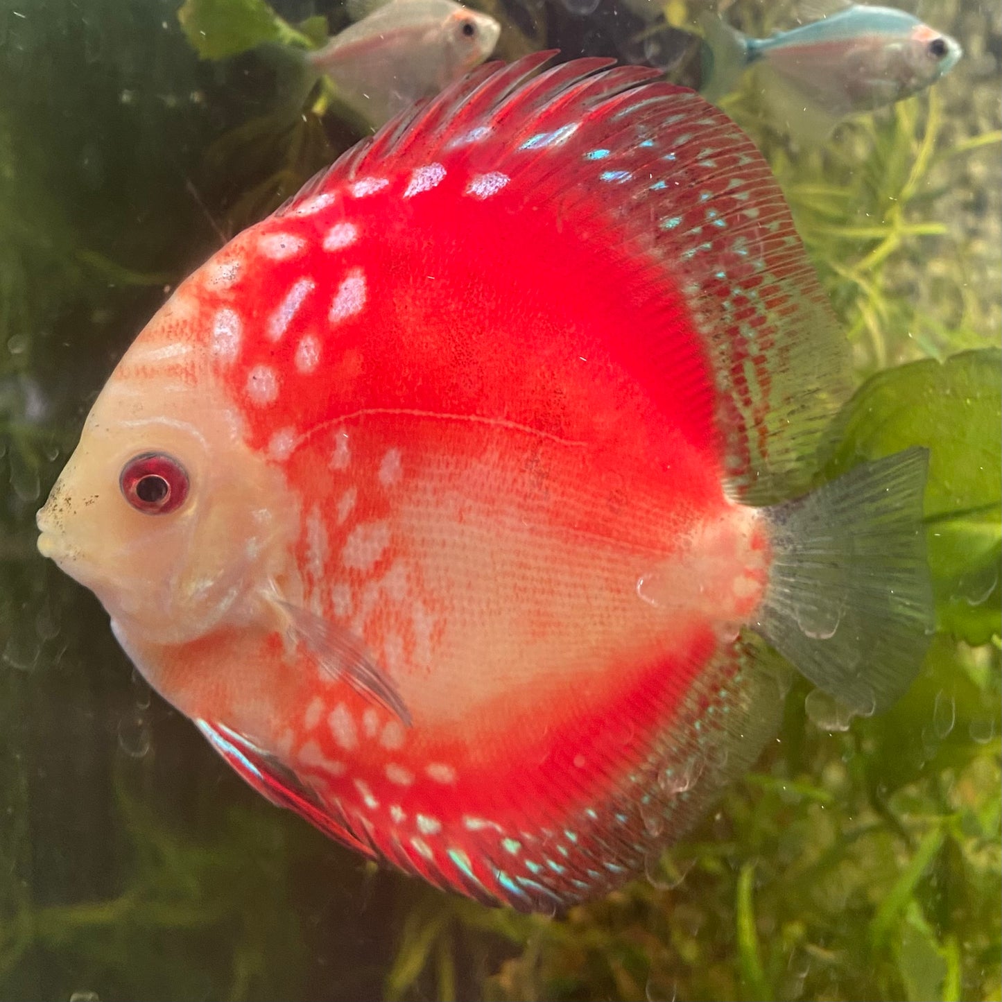 Marlboro Red Discus
