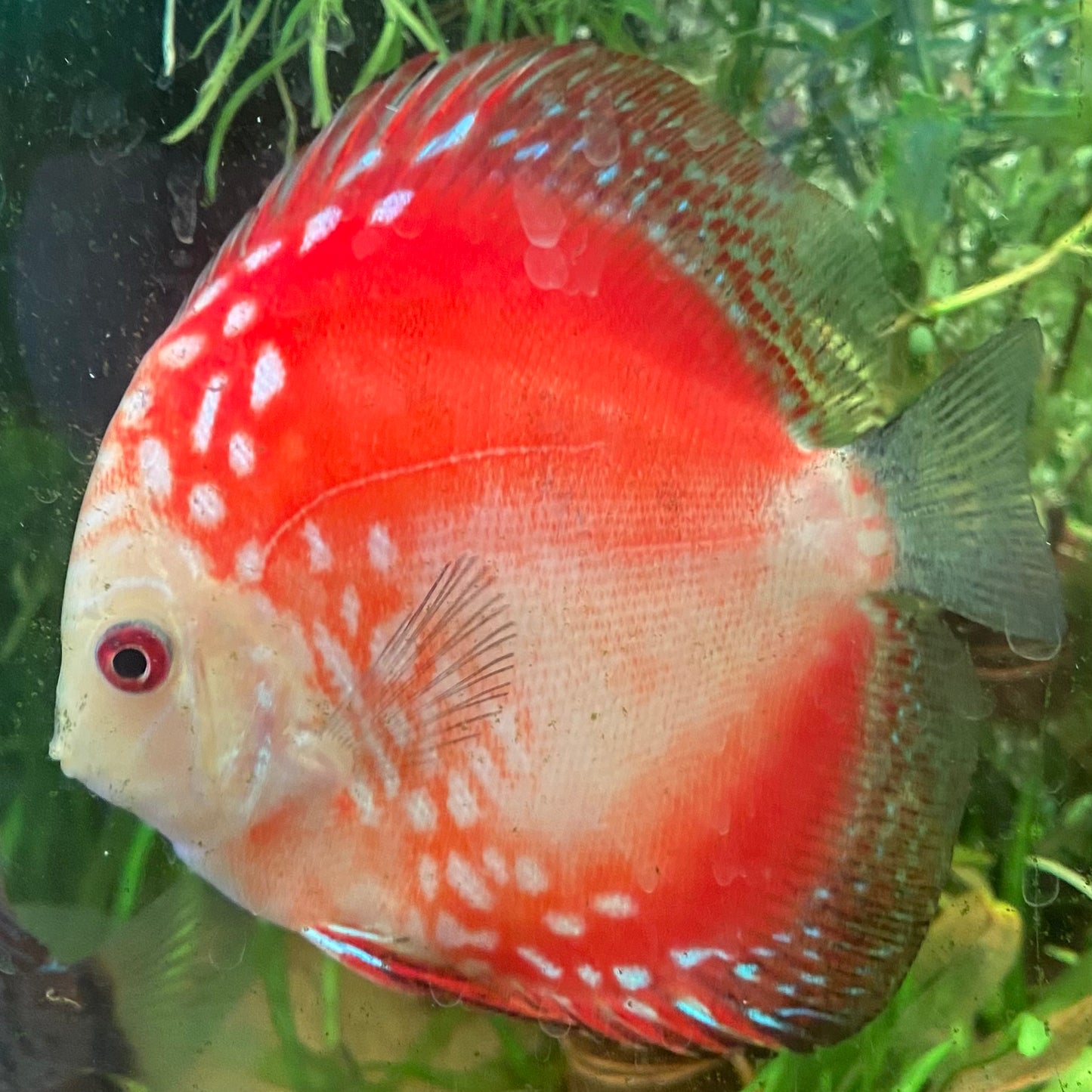 Marlboro Red Discus