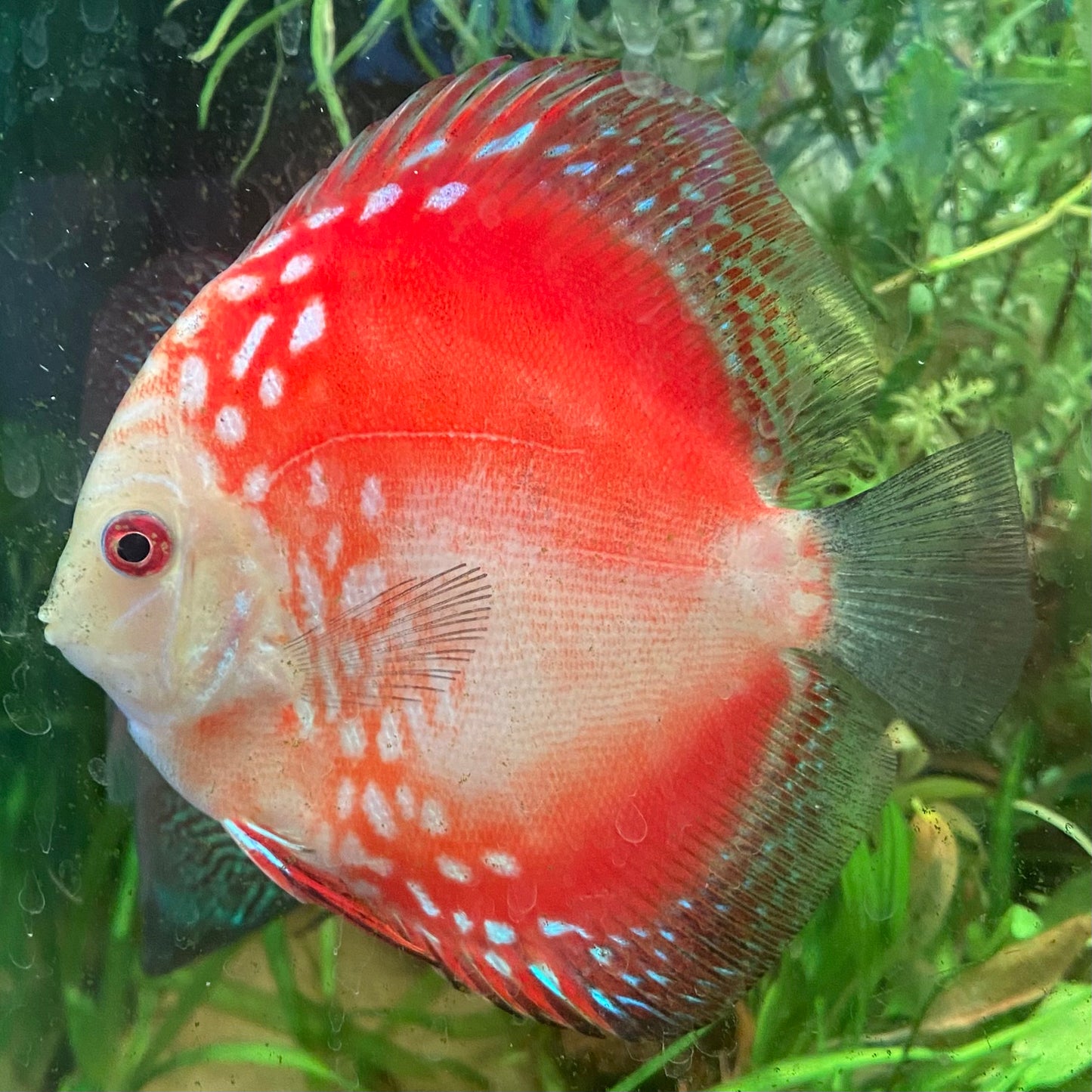 Marlboro Red Discus