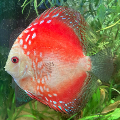Marlboro Red Discus