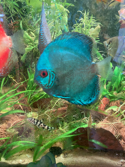 Cobalt Blue Discus