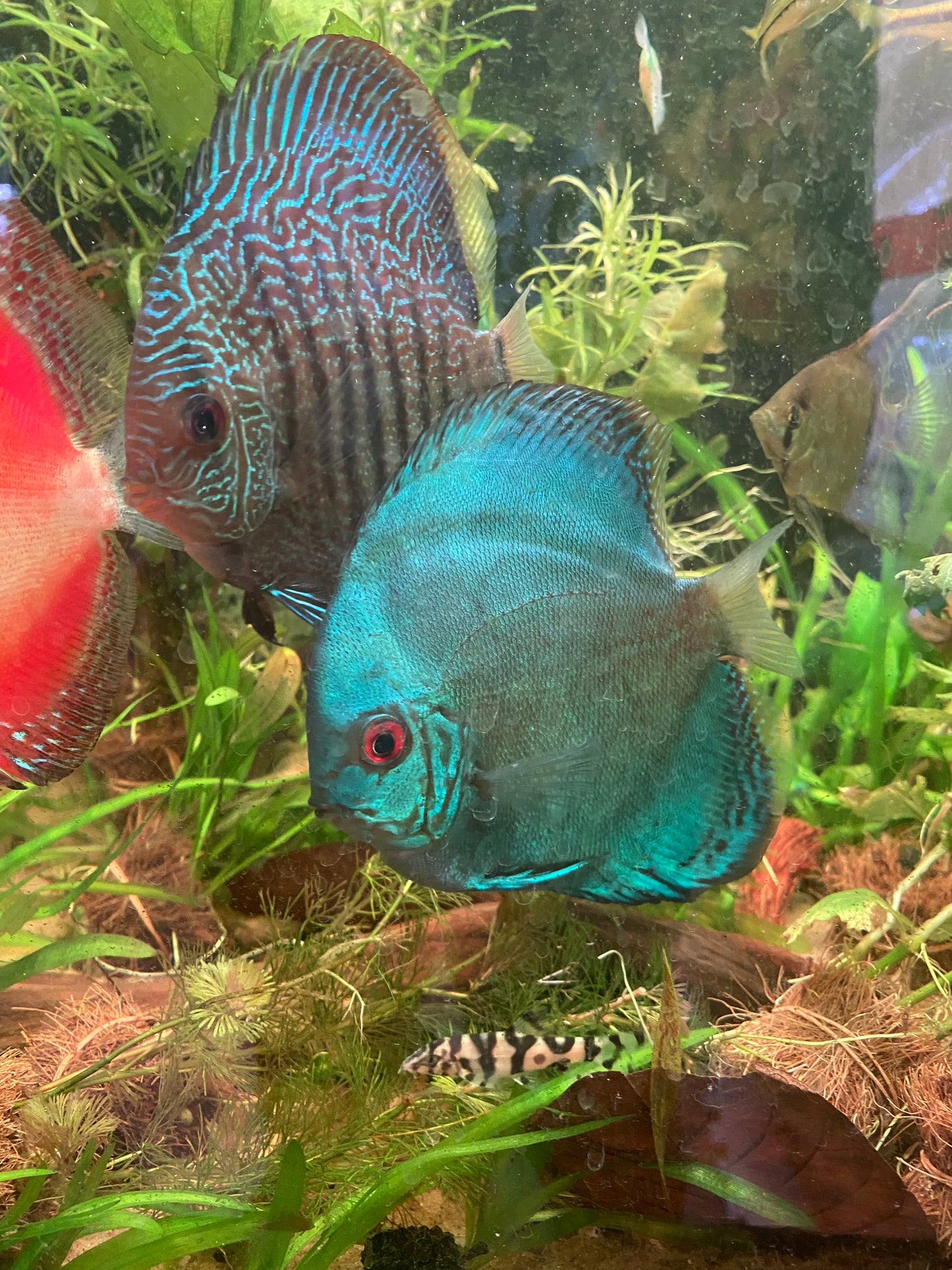 Cobalt Blue Discus