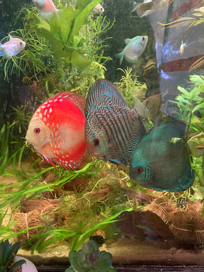 Marlboro Red Discus