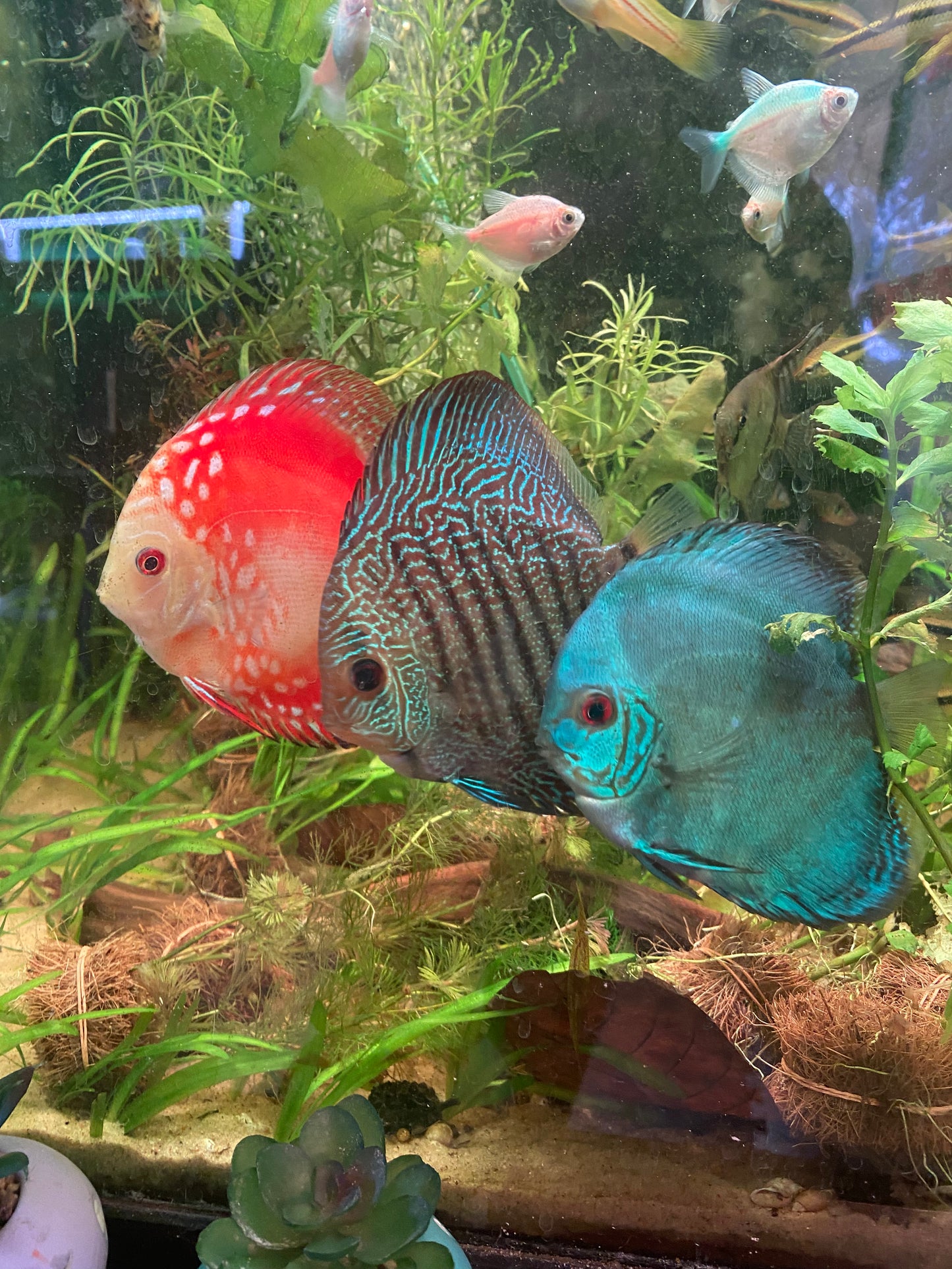 Marlboro Red Discus