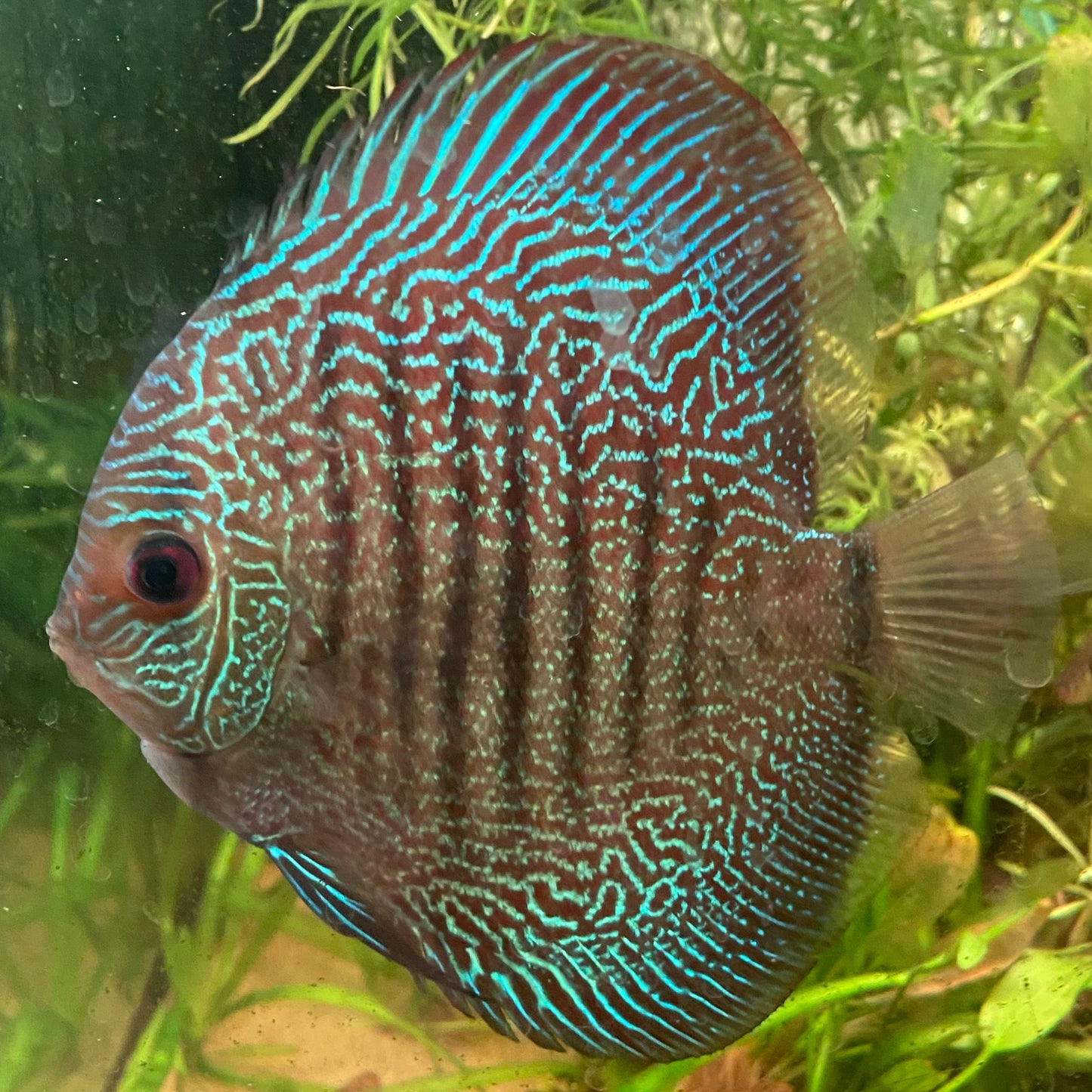 Fine Line Snakeskin Discus