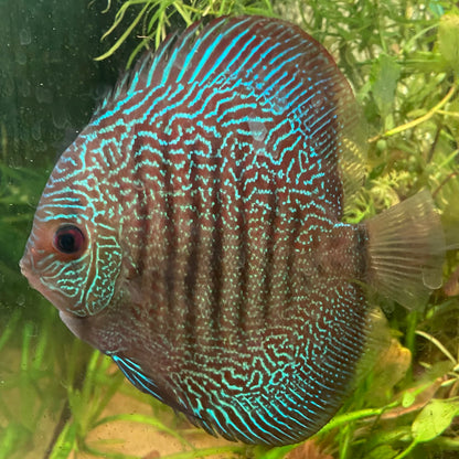 Fine Line Snakeskin Discus