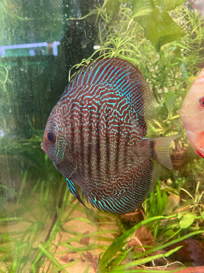 Fine Line Snakeskin Discus