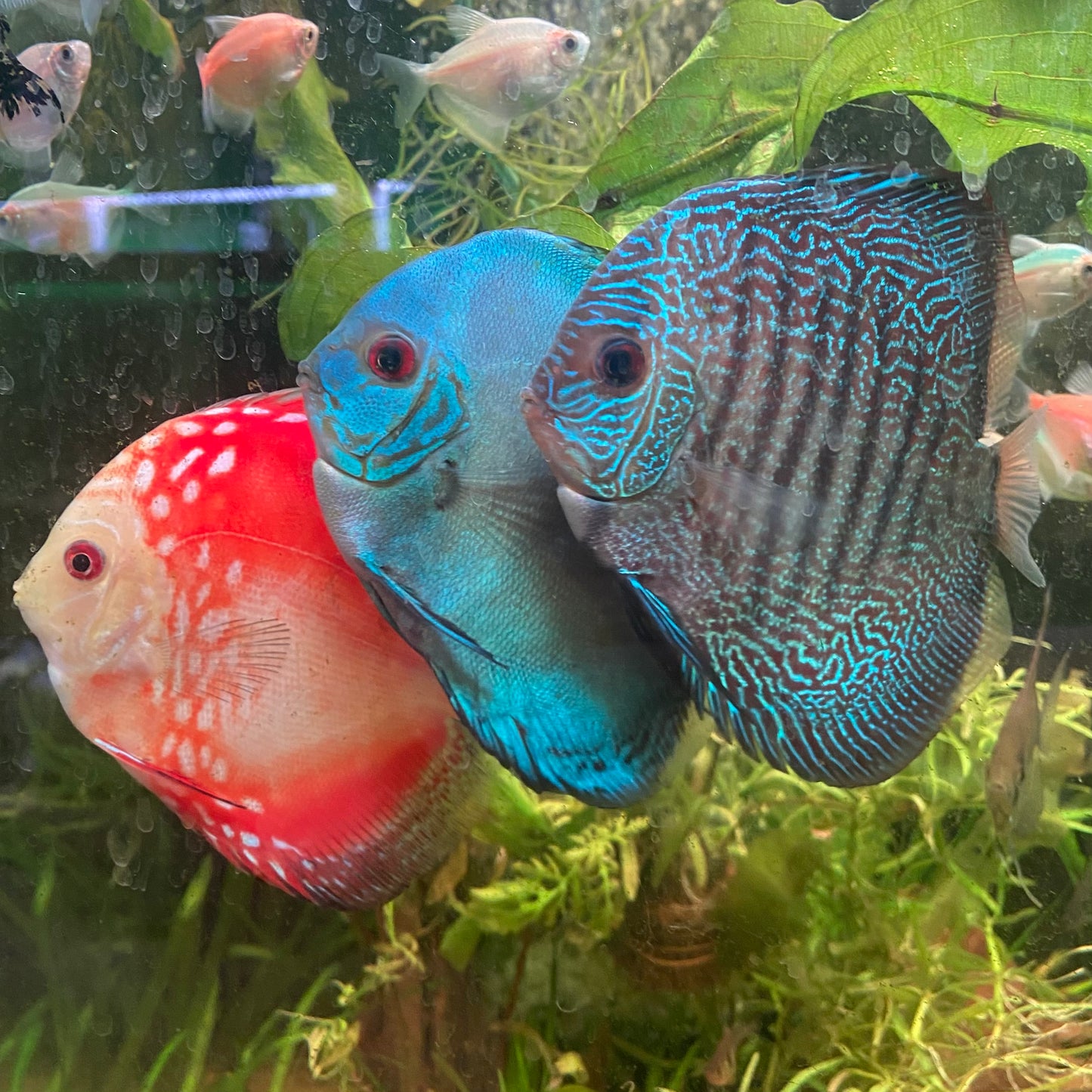 Fine Line Snakeskin Discus