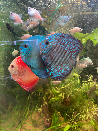 Fine Line Snakeskin Discus