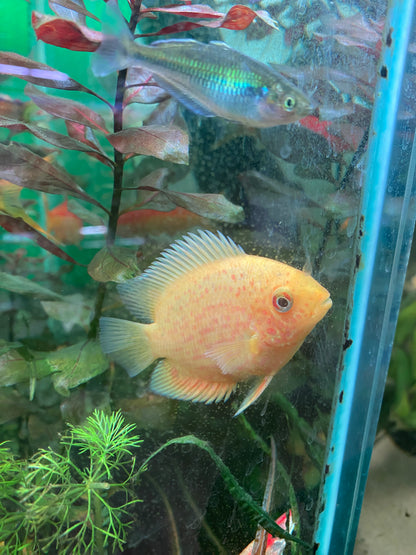 Gold Red Spotted Severum - Heros Severum var