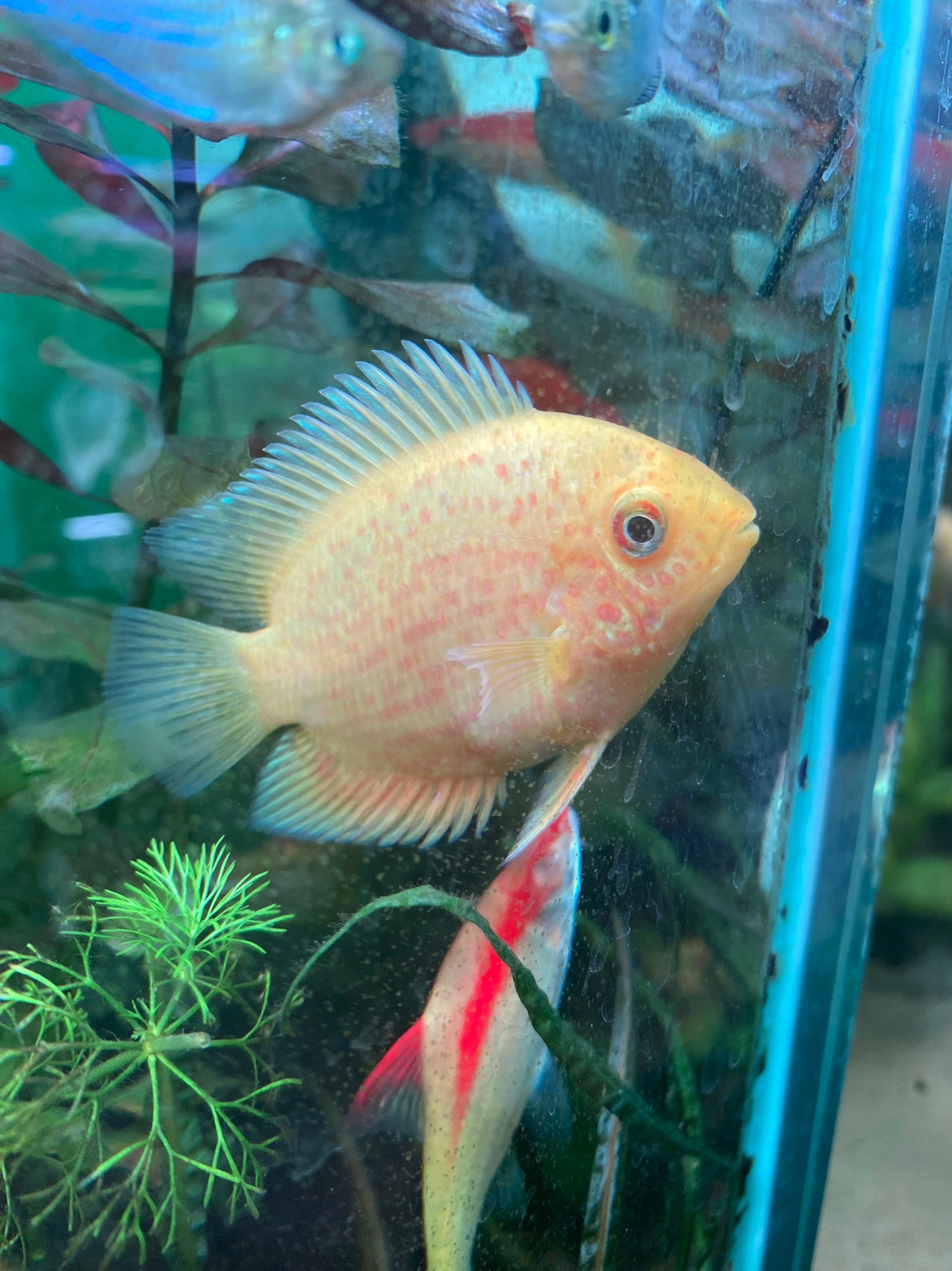 Gold Red Spotted Severum - Heros Severum var