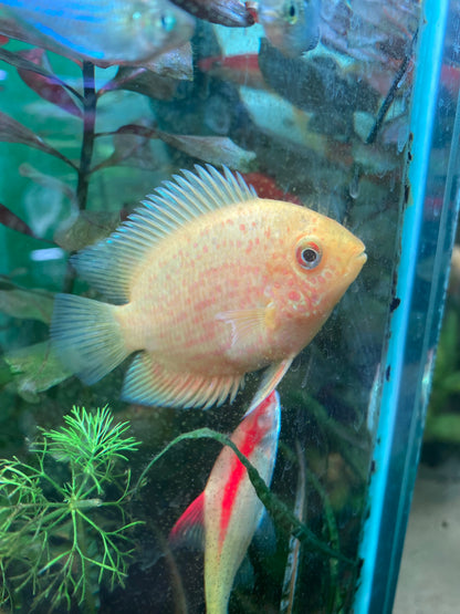 Gold Red Spotted Severum - Heros Severum var