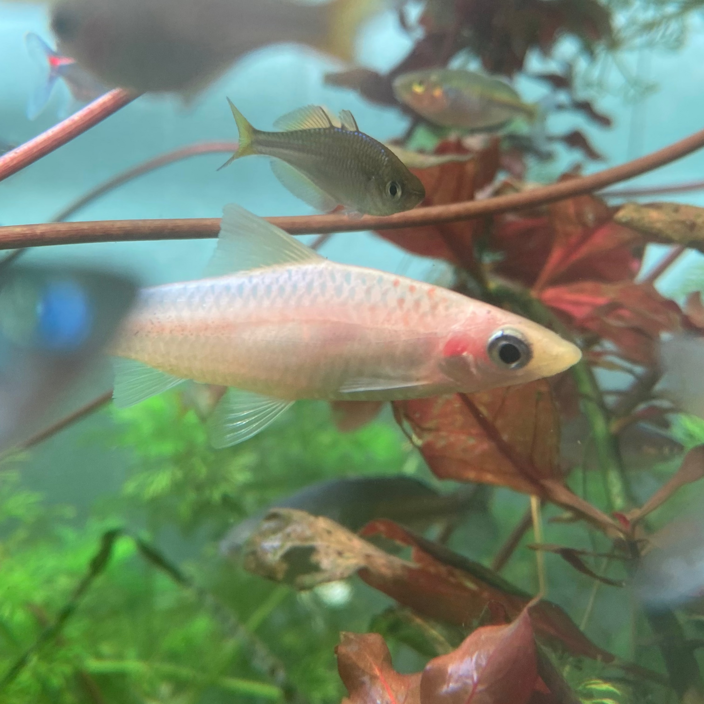 Platinum Torpedo Barb Grade A - Platinum Roseline Shark