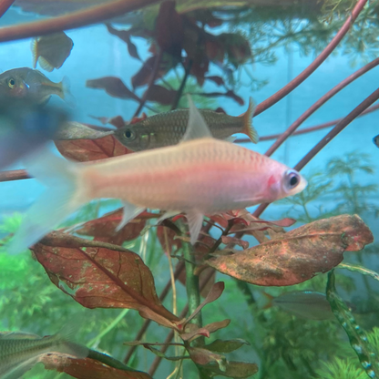 Platinum Torpedo Barb Grade A - Platinum Roseline Shark