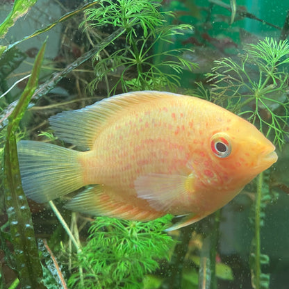 Gold Red Spotted Severum - Heros Severum var