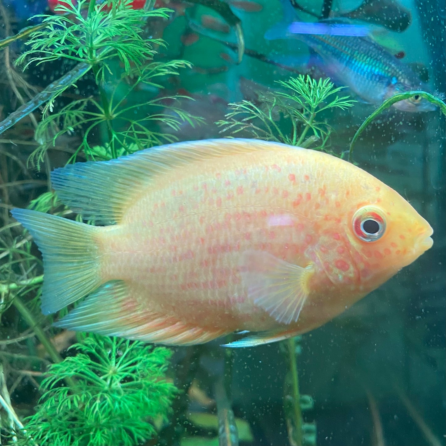 Gold Red Spotted Severum - Heros Severum var