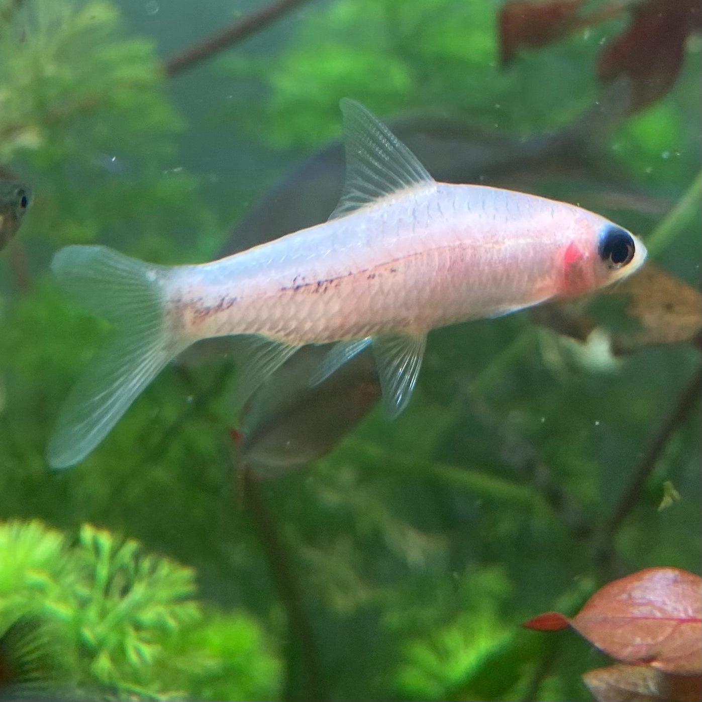 Platinum Torpedo Barb Grade A - Platinum Roseline Shark