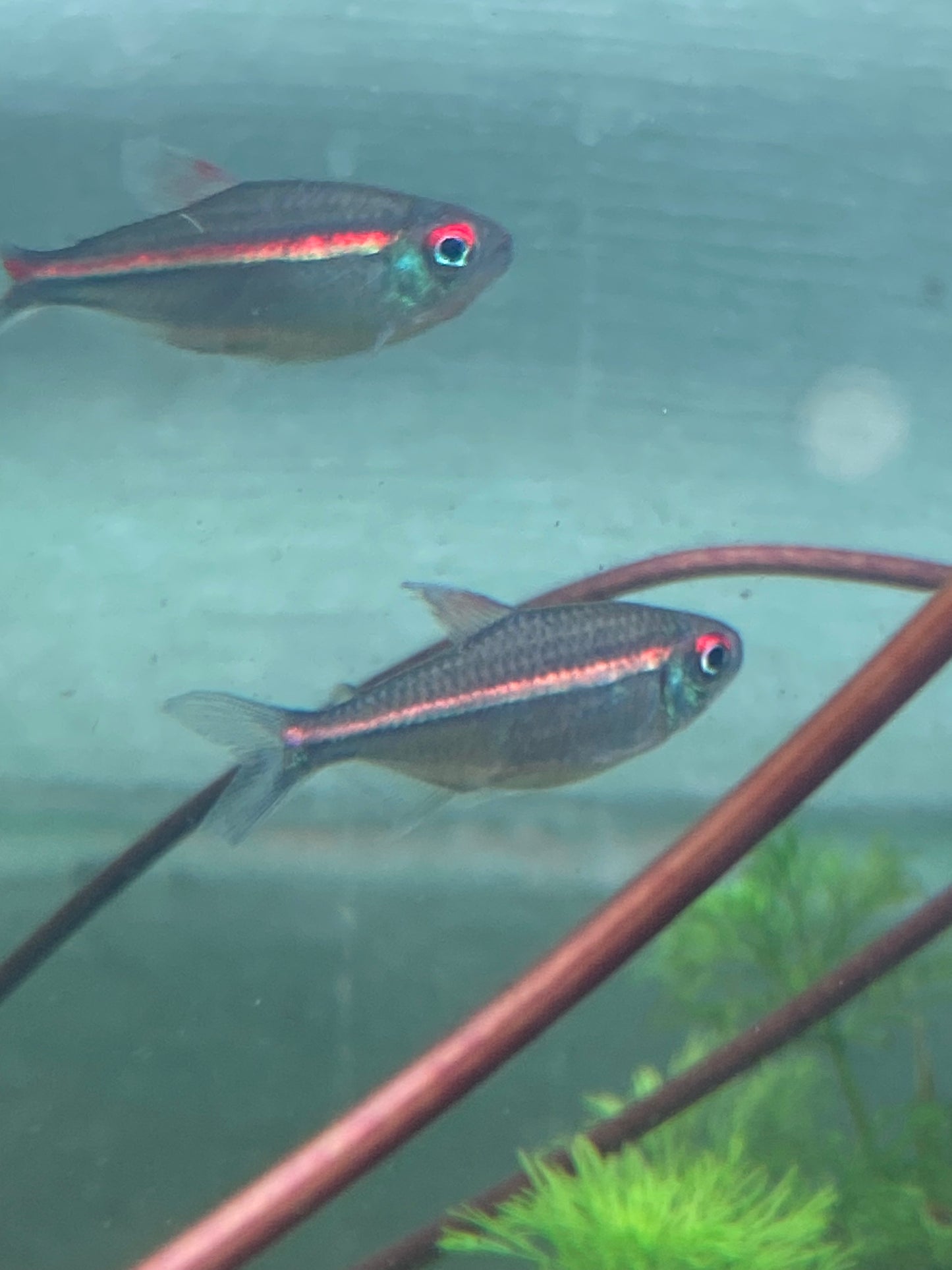 Red Laser Tetra -  Watermelon Tetra - Hemigrammus Coeruleus (Wild Caught)