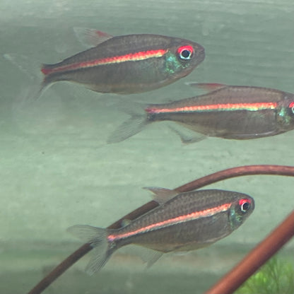 Red Laser Tetra -  Watermelon Tetra - Hemigrammus Coeruleus (Wild Caught)