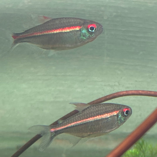 Red Laser Tetra -  Watermelon Tetra - Hemigrammus Coeruleus (Wild Caught)