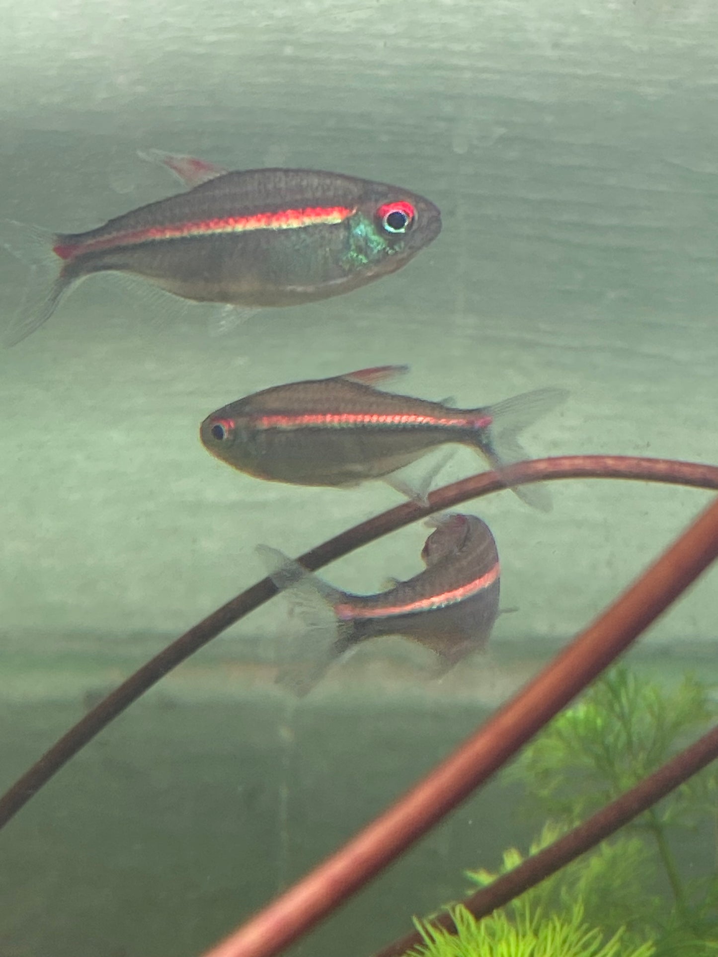 Red Laser Tetra -  Watermelon Tetra - Hemigrammus Coeruleus (Wild Caught)