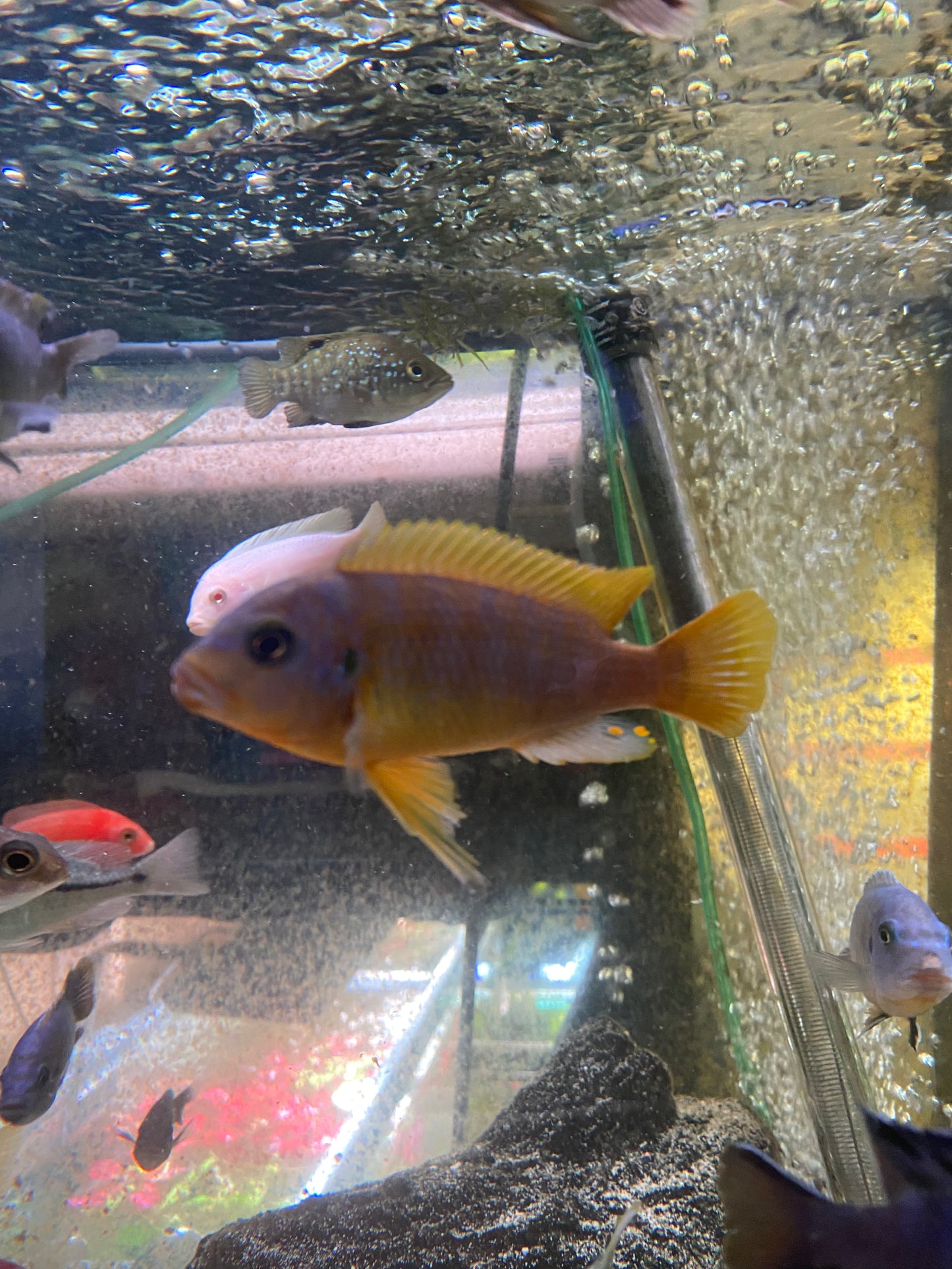 Aurora Cichlid - Pseudotropheus sp.