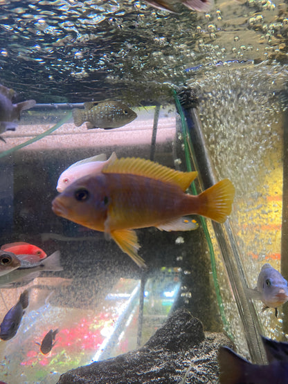Aurora Cichlid - Pseudotropheus sp.