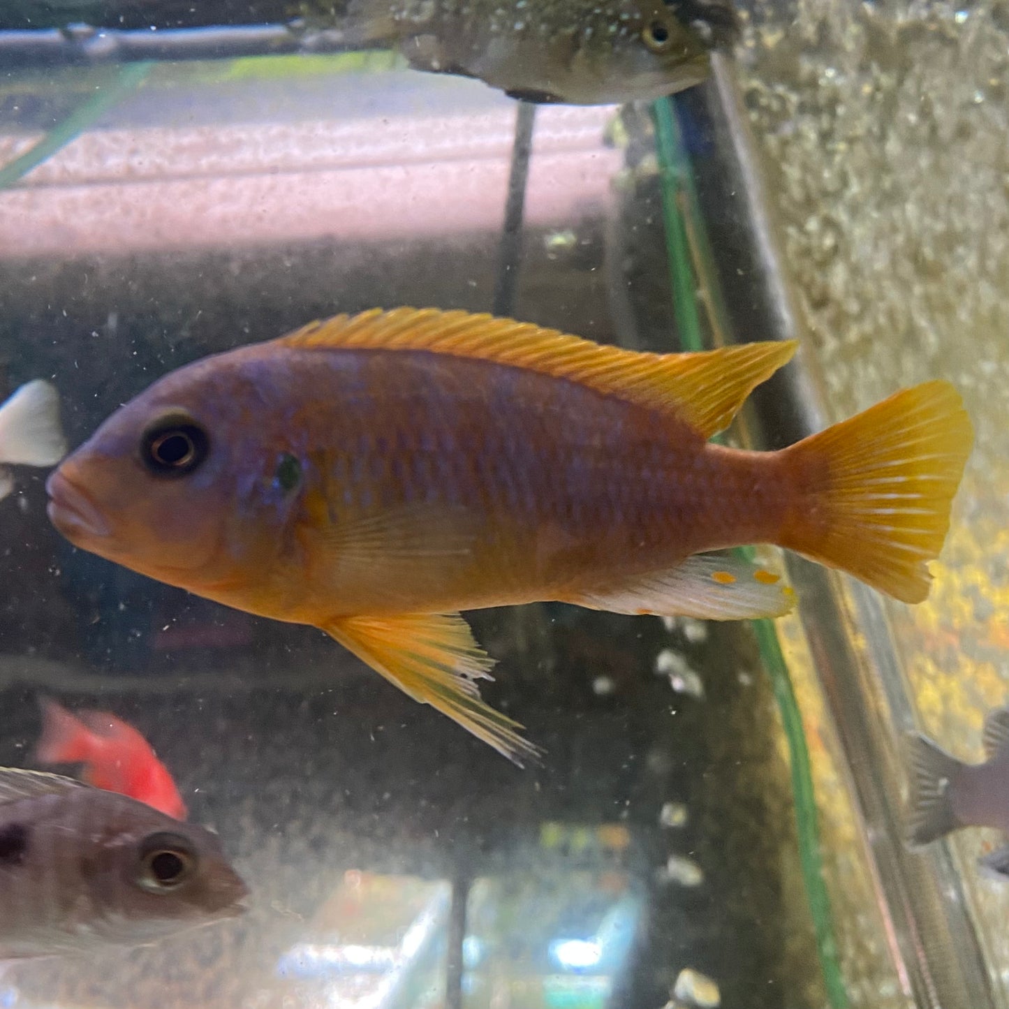 Aurora Cichlid - Pseudotropheus sp.