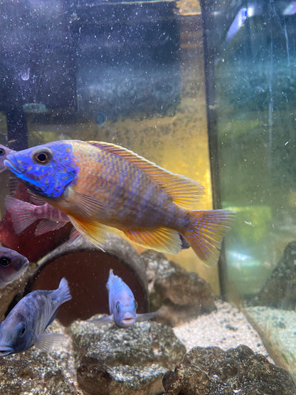Sunshine Peacock - Aulonocara Baenshi