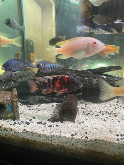 OB Peacock - Aulonocara sp.