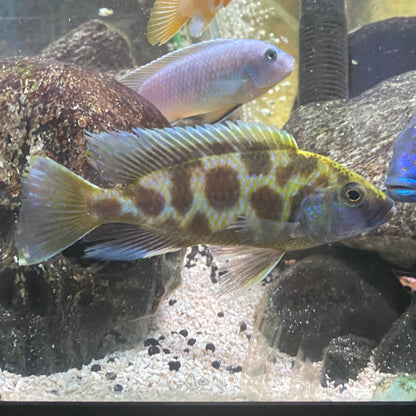 Venustus/Giraffe Hap - Nimbochromis Venustus