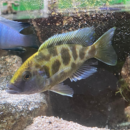 Venustus/Giraffe Hap - Nimbochromis Venustus