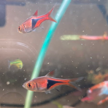 Harlequin Rasbora - Trigonostigma Heteromorpha