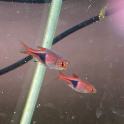 Harlequin Rasbora - Trigonostigma Heteromorpha