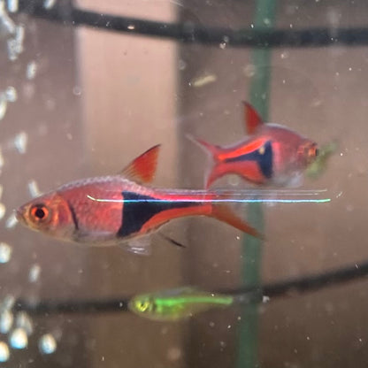 Harlequin Rasbora - Trigonostigma Heteromorpha