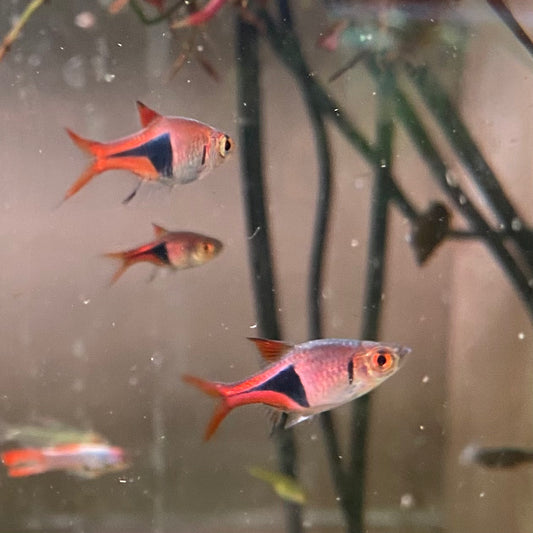 Harlequin Rasbora - Trigonostigma Heteromorpha