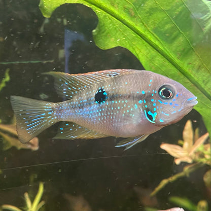 Spot Cheek Cichlid - Thorichthys Maculipinnis