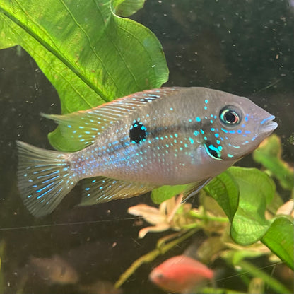 Spot Cheek Cichlid - Thorichthys Maculipinnis