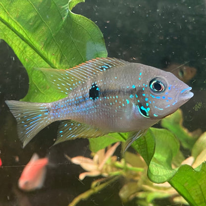 Spot Cheek Cichlid - Thorichthys Maculipinnis