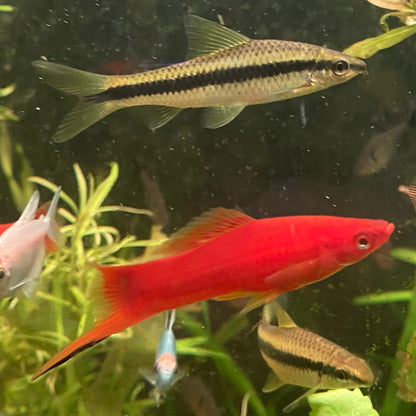 Assorted Swordtail - Xiphophorus Hellerii