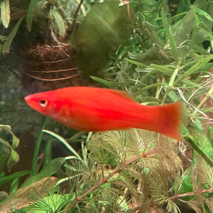 Assorted Swordtail - Xiphophorus Hellerii