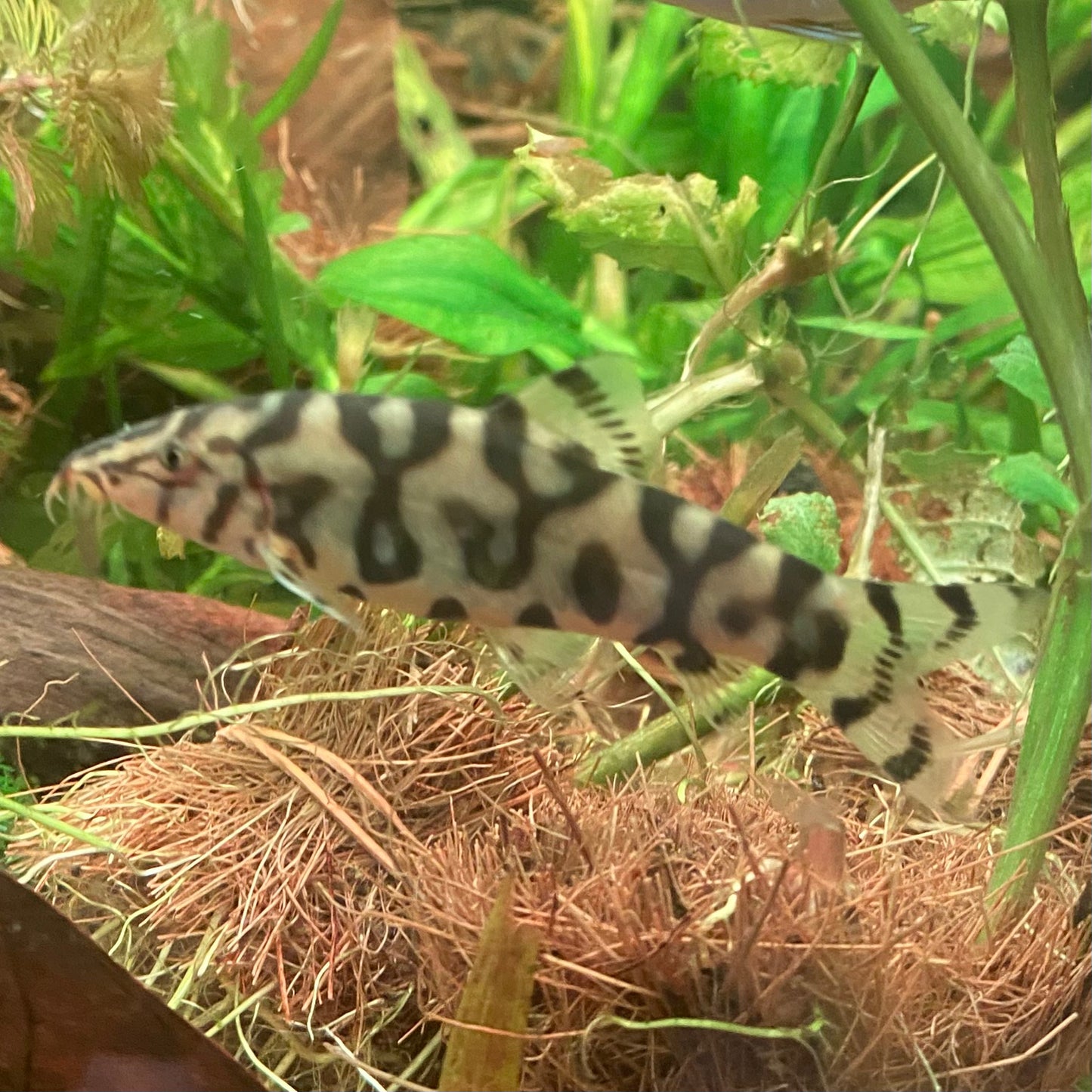 Yoyo Loach - Botia Loachata