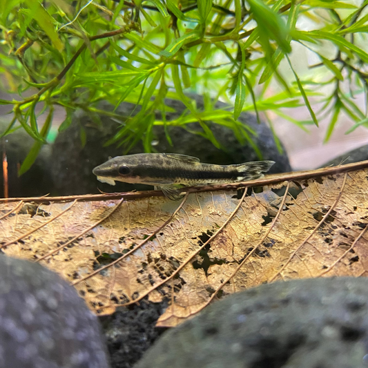Golden Otocinclus
