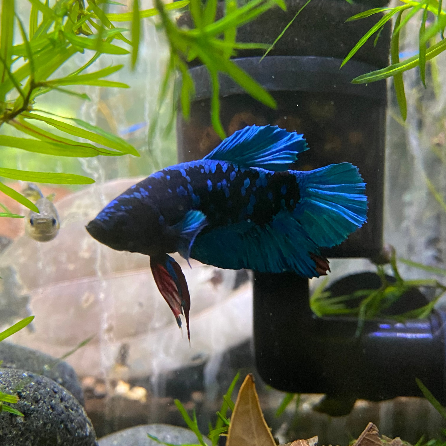 Nebula Betta (Male)